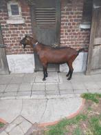 Hertengeitenbok ter dekking, Geit