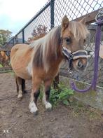 Prachtig mini hengstje, Dieren en Toebehoren, Pony's, 0 tot 2 jaar, Hengst, A pony (tot 1.17m), Onbeleerd