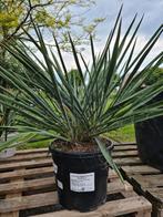 Yucca filamentosa- palmlelie, Jardin & Terrasse, Plantes | Jardin, Enlèvement