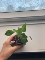 Epipremnum aureum, Ophalen, In pot