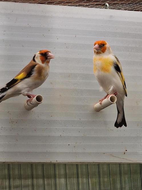 Bont Putter, Dieren en Toebehoren, Vogels | Overige Vogels