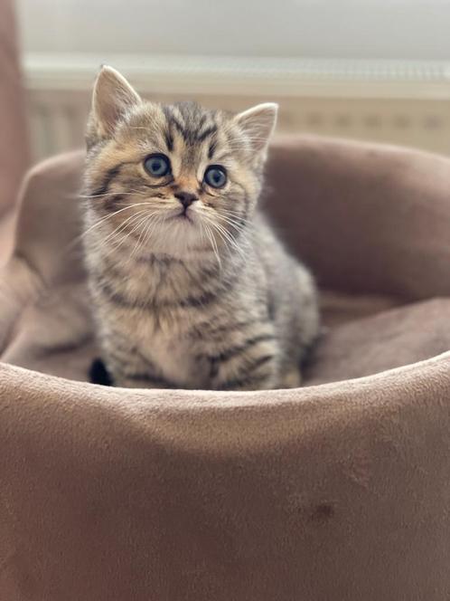 Britse korthaar kittens, Dieren en Toebehoren, Katten en Kittens | Raskatten | Korthaar, Poes, 0 tot 2 jaar, Gechipt, Ontwormd