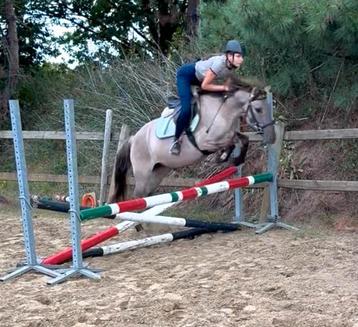 Allround D pony beschikbaar voor biedingen