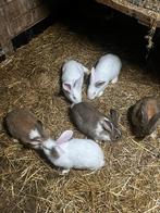 Konijnen voor slacht of gezelschap, Dieren en Toebehoren, Konijnen