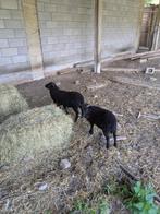 Ouessant schaapjes, Meerdere dieren, Schaap