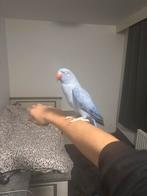 Halsbandparkiet violet, Dieren en Toebehoren, Vogels | Parkieten en Papegaaien, Mannelijk, Papegaai, Geringd