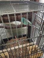 Couple de croupion, Animaux & Accessoires, Plusieurs animaux, Perruche, Bagué