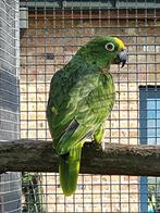 1-0 geelvoorhoofd amazone, Dieren en Toebehoren, Mannelijk, Papegaai, Geringd