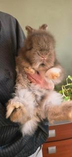 NEDERLANDS: Angora baby, Dieren en Toebehoren