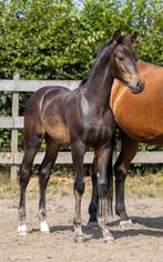 chique hengstenveulen Fanegro x Rubin Royal, Dieren en Toebehoren, Paarden, Hengst, Gechipt