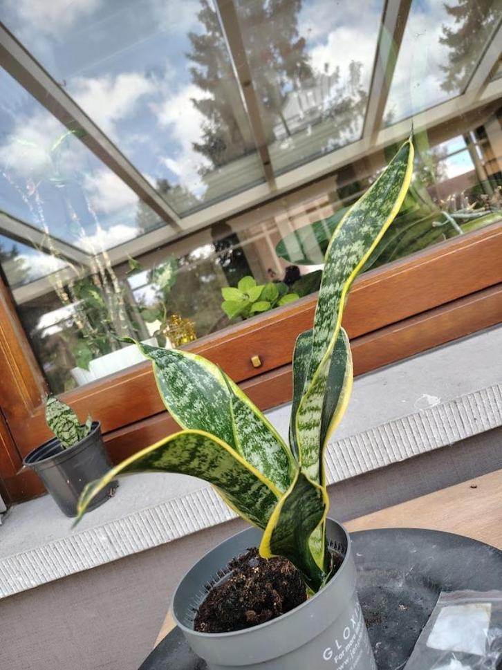 ' klassieke ' sanseveria, Huis en Inrichting, Kamerplanten, Vetplant, Minder dan 100 cm, Ophalen of Verzenden