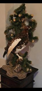 Opgezette hoen, Ophalen