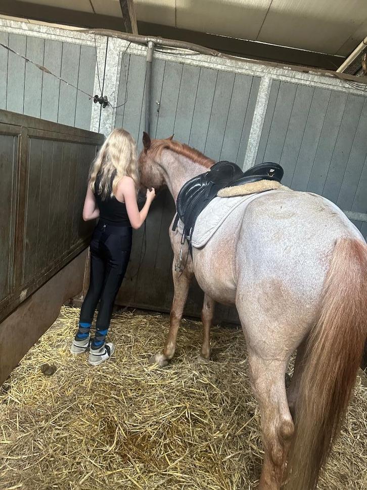 VERZORGPAARD/ HALVE STAL GEZOCHT, Dieren en Toebehoren, Paarden
