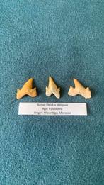 3 fossiele haaientanden van Otodus obliquus, Verzamelen, Mineralen en Fossielen, Verzenden, Fossiel