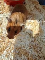 Te koop: ruime hamsterkooi en goudhamster, Dieren en Toebehoren, Knaagdieren, Hamster, Maart, Vrouwelijk, Tam