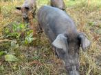 3 Rasechte Duroc zeugen te koop, Vrouwelijk, Varken, 3 tot 5 jaar