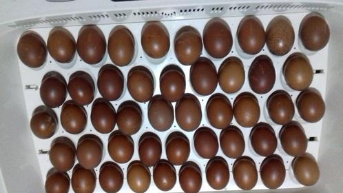 Marans Broed eitjes, Dieren en Toebehoren, Pluimvee, Kip, Meerdere dieren