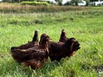 Jonge tamme Rhode Island Red kippen hennen gesekst, Dieren en Toebehoren, Pluimvee, Vrouwelijk, Kip