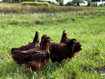 Jonge tamme Rhode Island Red kippen hennen gesekst beschikbaar voor biedingen