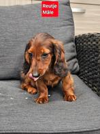 mooie langhaar teckel pups, Dieren en Toebehoren, België, Reu, CDV (hondenziekte), 8 tot 15 weken