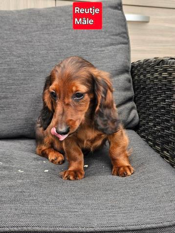 mooie langhaar teckel pups beschikbaar voor biedingen