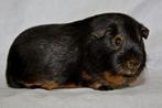 Black & Tan cavia beren, Mai
