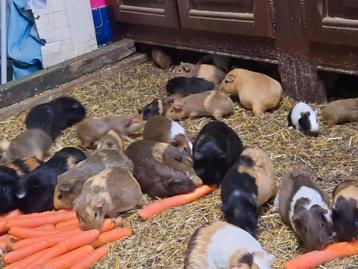 Cavia's, Dieren en Toebehoren, Knaagdieren, Cavia
