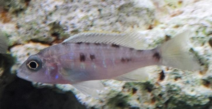 Sciaenochromis fryeri iceberg ahli malawi cichlide, Dieren en Toebehoren, Vissen | Aquariumvissen, Zoetwatervis, Vis