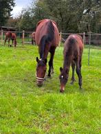 hengsten veulen, Dieren en Toebehoren, Hengst, Springpaard, Gechipt, 0 tot 2 jaar