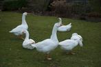 Witte boerengans mannelijk, Dieren en Toebehoren, Pluimvee, Mannelijk, Gans of Zwaan