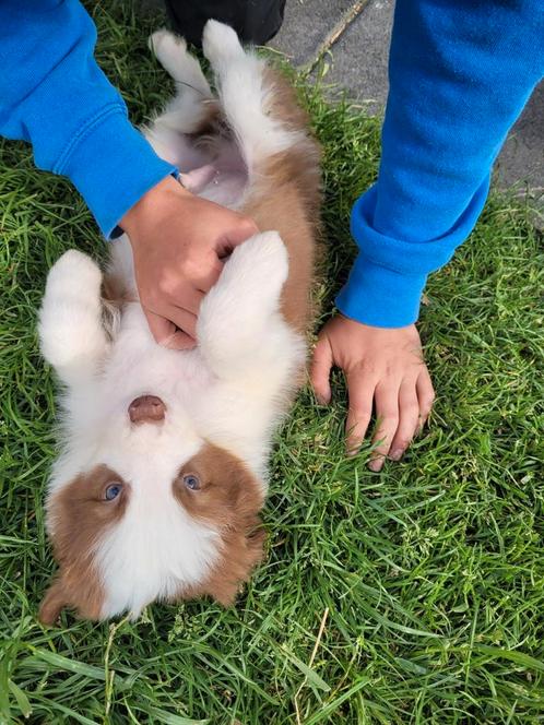 Border Collie pups reuke groeit op in huis tussen de poezen, Dieren en Toebehoren, Honden | Herdershonden en Veedrijvers, Reu