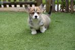 Prachtige Welsh corgi Pembroke pups, Dieren en Toebehoren, CDV (hondenziekte), Meerdere, 8 tot 15 weken, Meerdere dieren