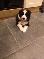 Border collie pups reutje, België, Fokker | Hobbymatig, Reu, Collie