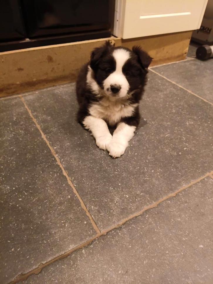 Border collie pups reutje, Dieren en Toebehoren, Honden | Herdershonden en Veedrijvers, Reu, Collie, Fokker | Hobbymatig, Eén hond