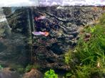 guppy's, Dieren en Toebehoren, Zoetwatervis