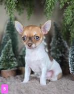 Chihuahua pups korthaar, Dieren en Toebehoren, Honden | Chihuahua's en Gezelschapshonden, België, Fokker | Hobbymatig, CDV (hondenziekte)