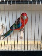 parkieten, Dieren en Toebehoren, Vrouwelijk, Parkiet, Geringd