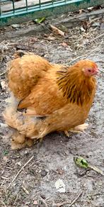 Cochinkriel hen buff-zwartcolumbia, Dieren en Toebehoren, Pluimvee, Vrouwelijk, Kip