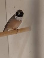 GEZOCHT 2-0 Witborst rietvink( lonchura pectoralis), Ophalen of Verzenden