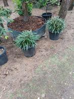 liriop grassen, Jardin & Terrasse, Plantes | Jardin, Enlèvement ou Envoi