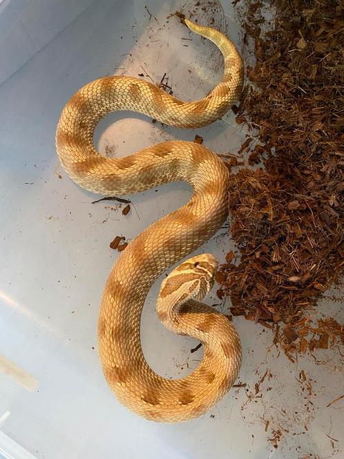 Koppel volwassen haakneuzen, Dieren en Toebehoren, Reptielen en Amfibieën, Slang, 3 tot 6 jaar, Tam