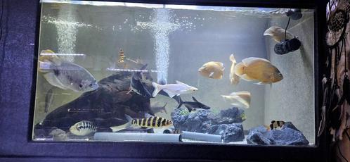 Toute sorte de poissons disponible. Americain.predateur, Dieren en Toebehoren, Vissen | Aquaria en Toebehoren, Ophalen