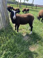 Schapen te koop, Dieren en Toebehoren, April, Meerdere dieren