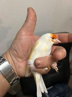 plusieurs chardonnret parva mutation intermédiaire a vendre, Mâle, Oiseau chanteur sauvage, Domestique