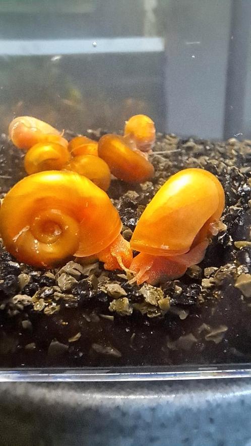 Mooie oranje posthoornslakken ( ramshorns ), Animaux & Accessoires, Poissons | Poissons d'aquarium, Poisson d'eau douce, Escargot ou Mollusque