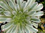 Aeonium emerald ice, Enlèvement ou Envoi