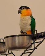 caïque à tête noire, Dieren en Toebehoren, Vogels | Parkieten en Papegaaien, Mannelijk, Papegaai, Geringd