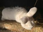 Rammelaar witte nieuw zeelander, Dieren en Toebehoren, Konijnen, Mannelijk, Groot, 0 tot 2 jaar