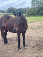 Paard te koop, Dieren en Toebehoren, Paarden, Merrie, Zadelmak, 160 tot 165 cm, 11 jaar of ouder