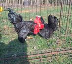 Daruma chabo, Dieren en Toebehoren, Pluimvee